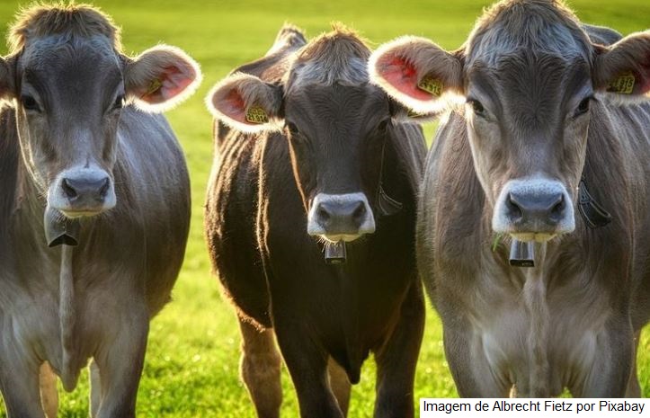Produtores de leite de Abdon Batista participam de Campo Demonstrativo