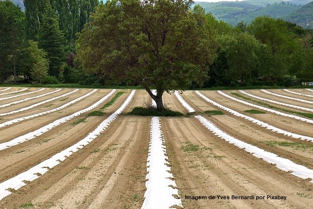 SENAR e SEBRAE assinam convênio para elaboração do projeto Agro Futuros
