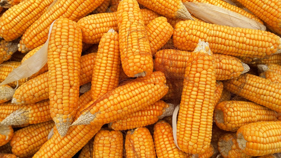 MILHO/CEPEA: Chuvas afetam colheita do milho, mas preço segue estável
