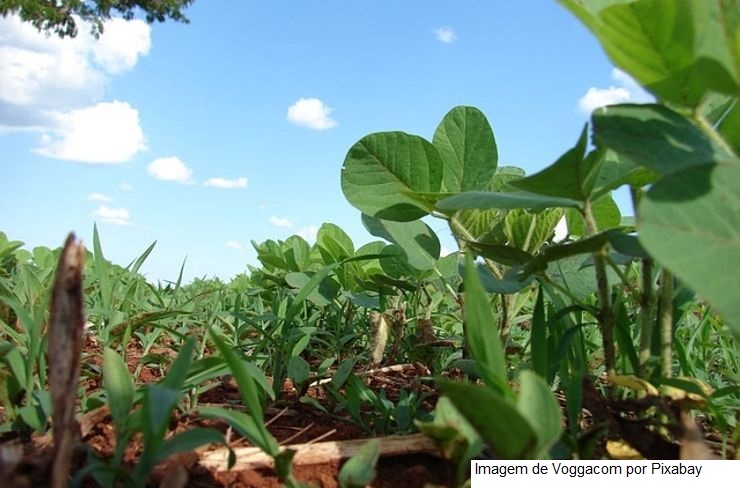 Zoneamento agrícola de risco climático para a soja é atualizado no Brasil
