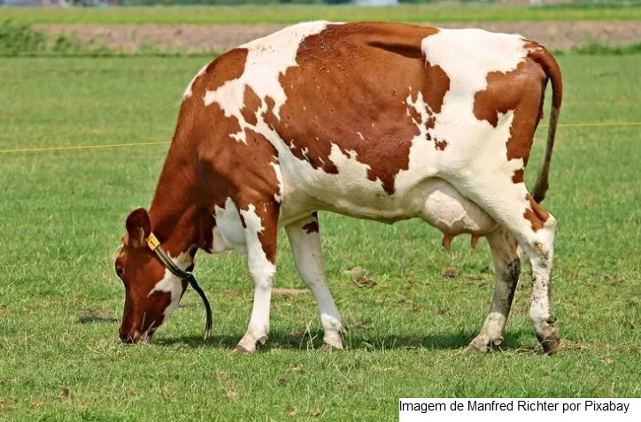 Secretaria de Agricultura e Abastecimento, por meio da CATI Regional Tupã, disponibiliza on line capacitação para cadeia leiteira