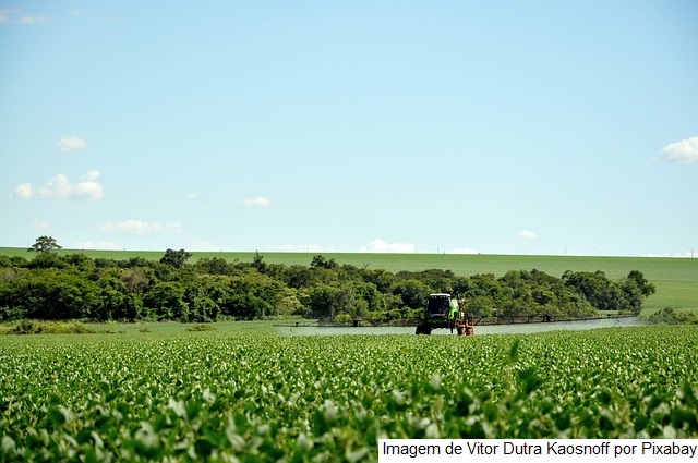 Produtividade da soja cresce até 20% em consórcio de capim com crotalária
