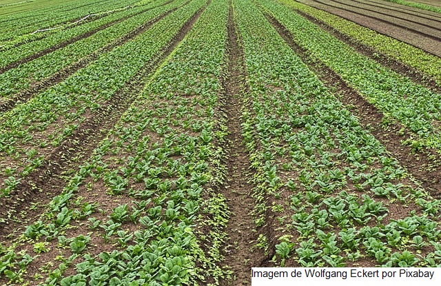 Preços mínimos de produtos da biodiversidade da safra de 2022 são atualizados