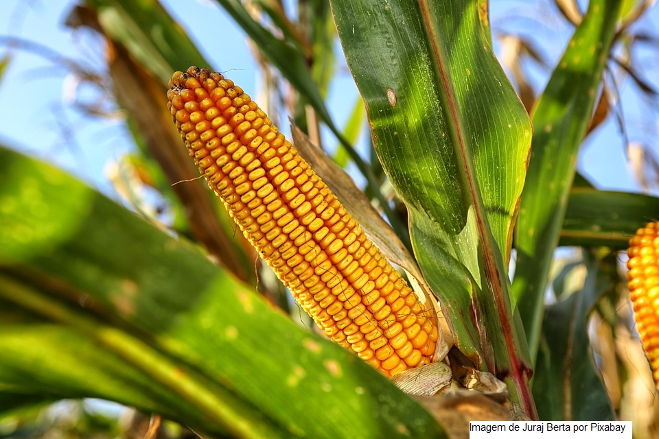 Milho consorciado com braquiária: inoculante reduz perdas de produtividade