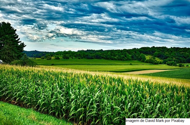 Milho ultrapassa soja e é produto mais exportado do agro goiano no mês de janeiro