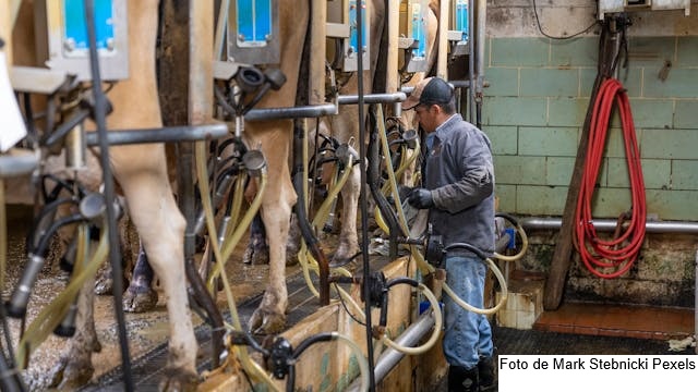 Epagri disponibiliza índice de estresse térmico para evitar perdas na produção de leite decorrentes do calor extremo