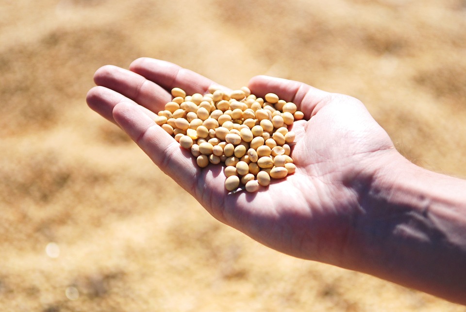 Soja: USDA prevê safra do Brasil em 153 mi de toneladas