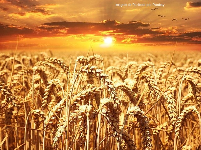 AgroConab: Preço do trigo inicia movimento de queda