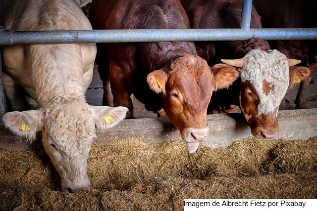 Silagem de trigo para gado leiteiro pode ajudar a equilibrar custos de produção