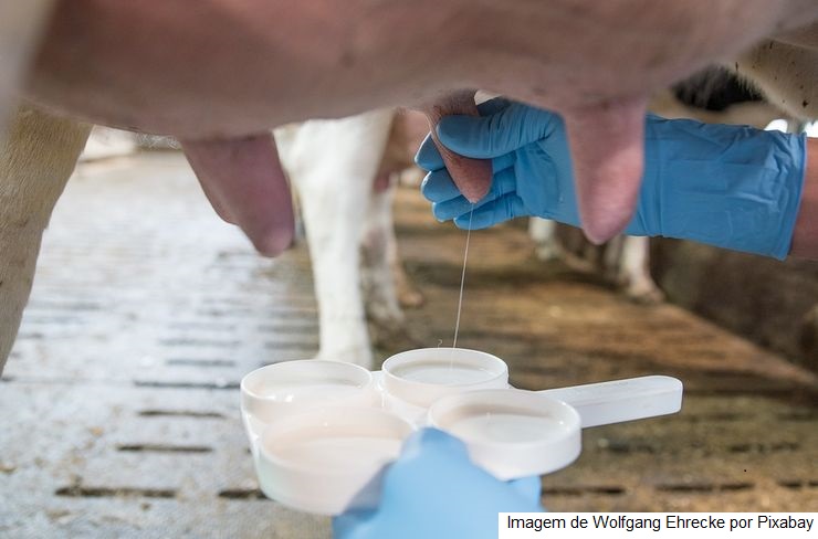 Dia de campo sobre produção leiteira é realizado em fazenda modelo em Nossa Senhora da Glória
