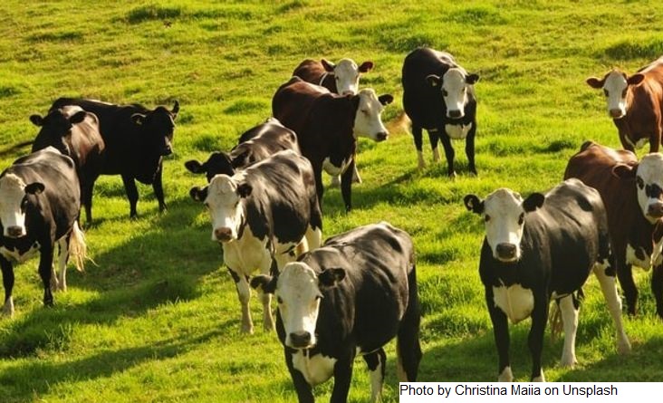 Alto preço do leite e pandemia impactaram os resultados da Fonterra