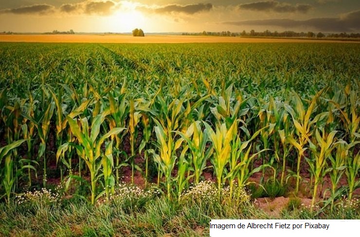 USDA traz bons embarques semanais de soja e podem ter janeiro forte nas exportações; milho segue lento