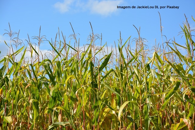 Produção mexicana de milho revisada em alta apesar da seca