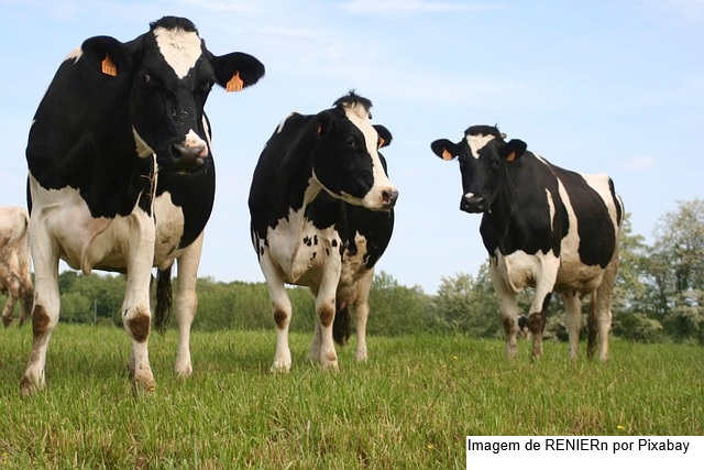 Pecuária no inverno: manejo de pasto, ajuste nutricional e planejamento são pilares para a boa produção de leite