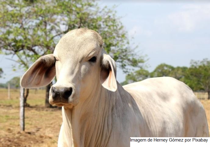 Em Goiás, VBP da Agropecuária deve crescer 11,4% em 2021