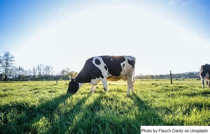 França – Aumento sazonal da produção de leite começa mais cedo