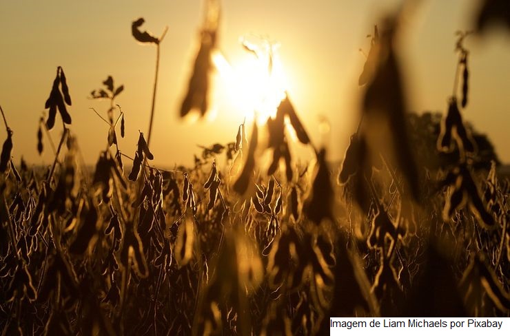 Rotação de cana-de-açúcar e soja impulsionam agro paulista