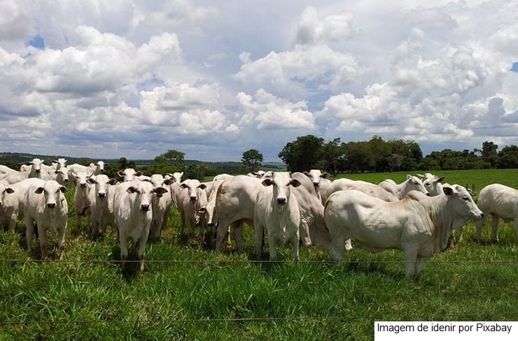 FCO Rural: aprovados R$ 105,8 milhões para novos financiamentos em Goiás
