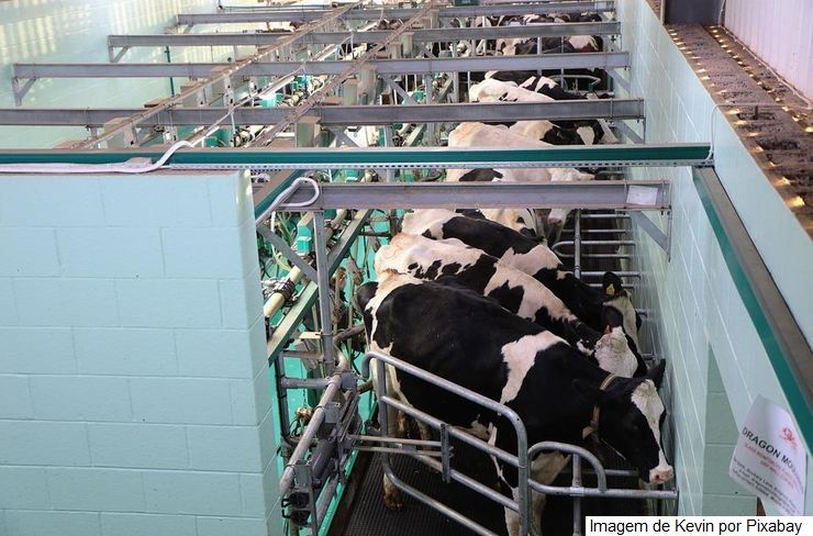 Suplementação ajuda a manter produção de leite em bons níveis
