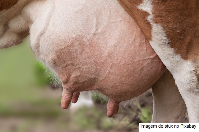 Vaca bate recorde mundial de produção de leite em concurso na ExpoZebu em Uberaba