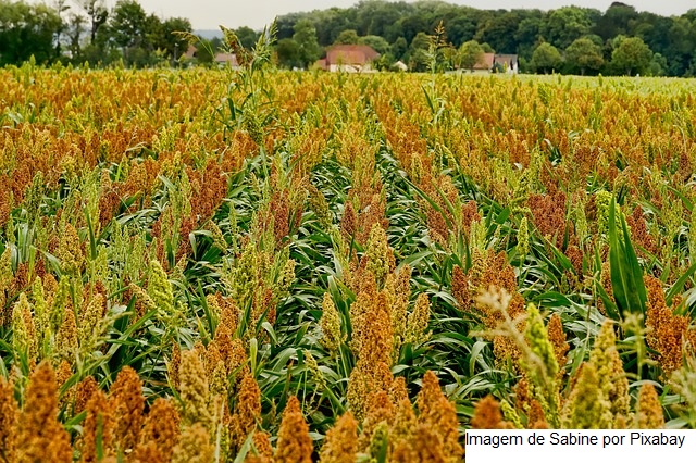 XXXIII Congresso Nacional de Milho e Sorgo debate oportunidades e ameaças para commodities agrícolas