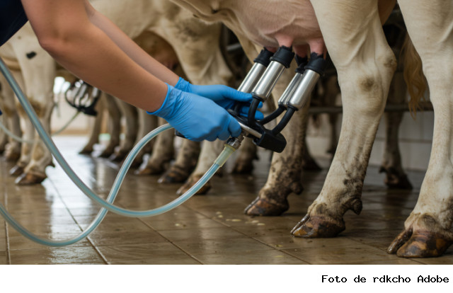 O Portal Rural Business divulga projeções a respeito da produção e do mercado de leite/2025