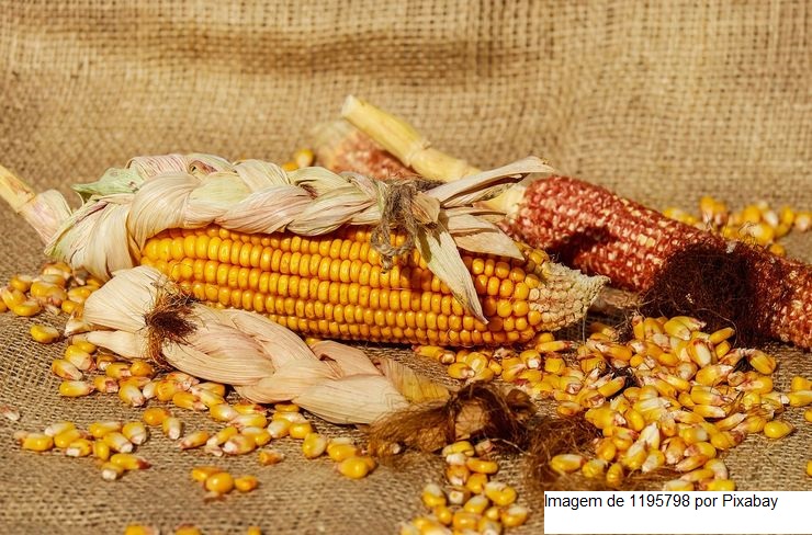 Produtores de Mato Grosso cobram do governo federal pacote de medidas para o milho