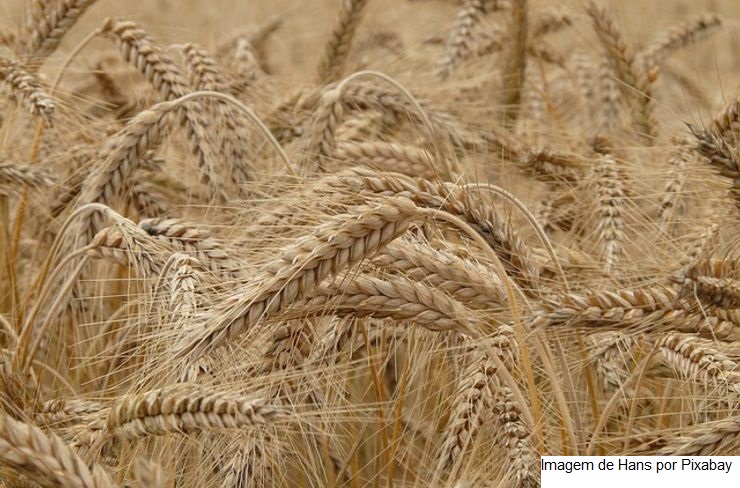 RIO GRANDE DO SUL – Conab inicia apuração da produtividade de trigo na safra 2022 de maneira objetiva