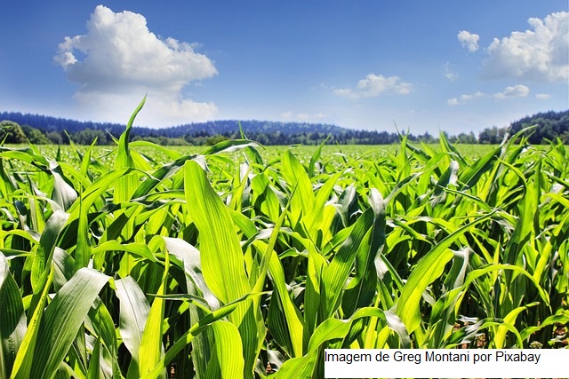 Agro em Dados aponta que produção goiana de milho deve crescer 29,2% na Safra 22/23