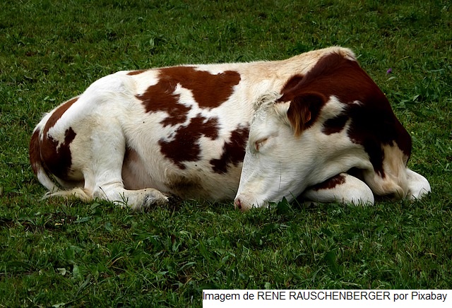 Comissão aprova criação de fundo para indenizar pecuarista que tiver animal sacrificado