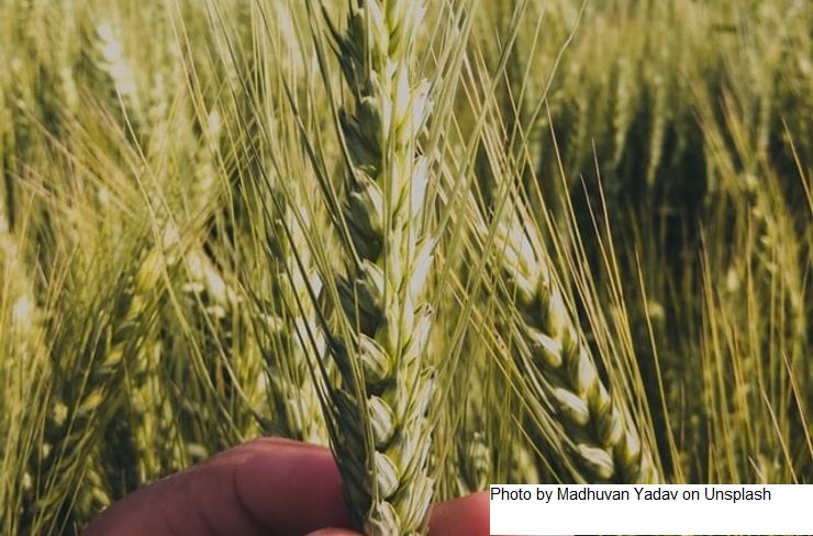 Estimativas da FAO para a produção de trigo em 2023