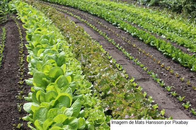 Terceira edição de plano sobre agroecologia e produção orgânica está sendo concluída por grupo de trabalho do Mapa