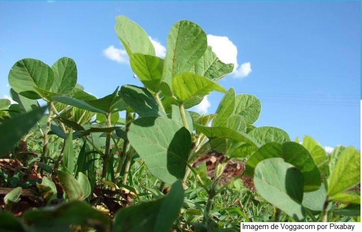 Produtores que contrataram seguro rural ou Proagro devem respeitar o calendário de semeadura e o Zarc para plantio da soja