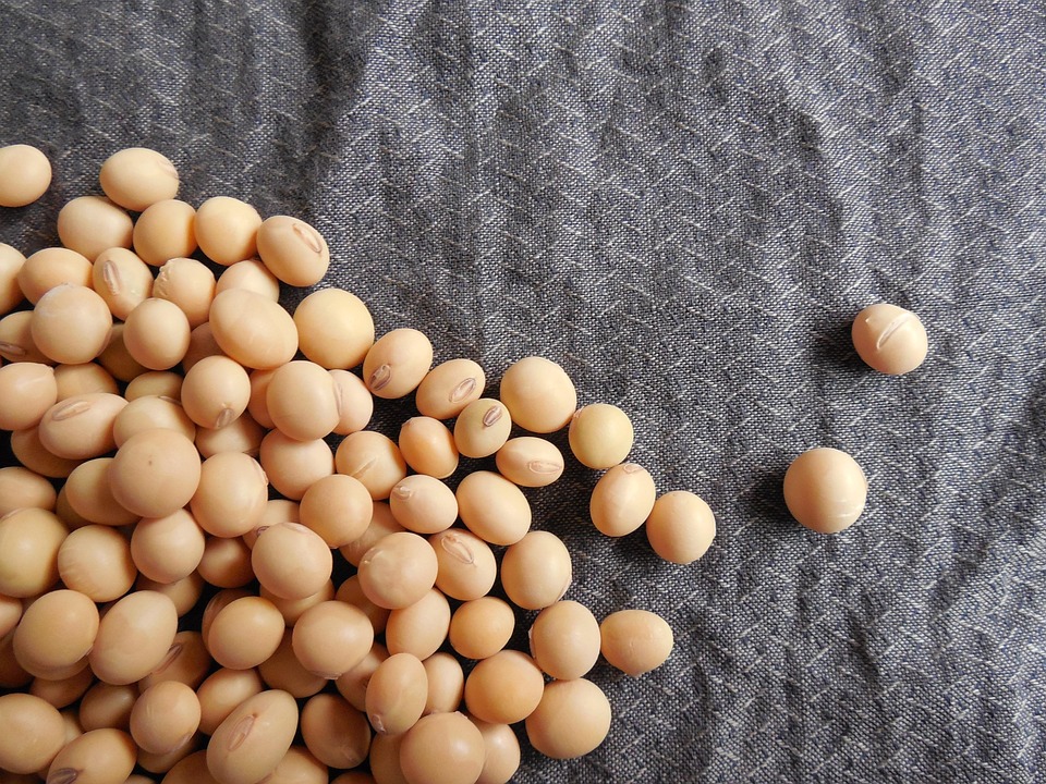 SOJA/CEPEA: Colheita da safra 25/26 é iniciada; expectativa é de boa produtividade
