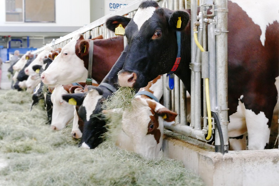 Custos de produção fecham 2025 em queda, mas acumulam alta no ano