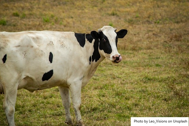 Inovação no campo fortalece produção de leite do Médio Oeste Potiguar