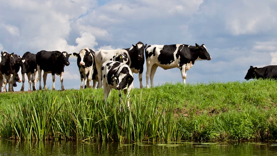 Bem-estar Animal e Produção de Leite