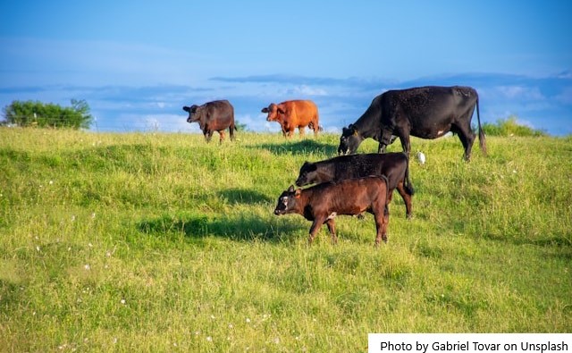 Vacas com genética adaptada produzem o triplo da média de leite em Mato Grosso