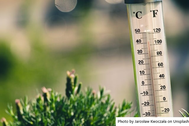 Calor excessivo pode reduzir até 15% a eficiência produtiva do rebanho