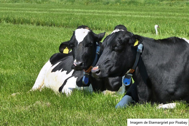 Fonterra aumenta novamente o preço do leite ao produtor