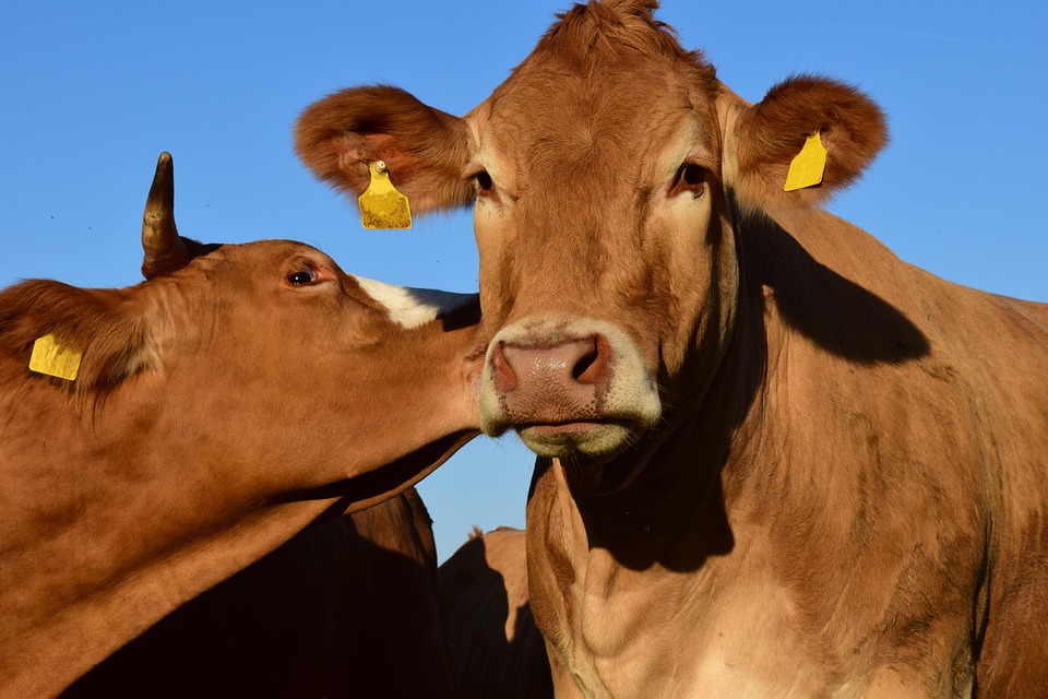 Cruzamento de raças leiteiras com Canchim ganha selo para identificação no mercado