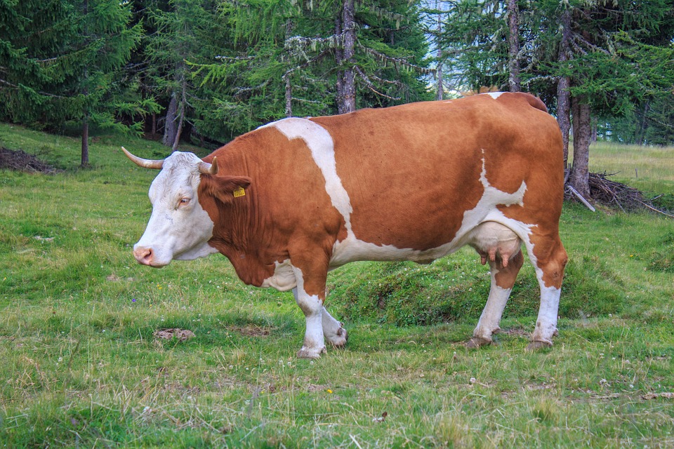 Conheça o fazendeiro que começou com 13 vacas emprestadas e hoje produz 40.000 litros por dia