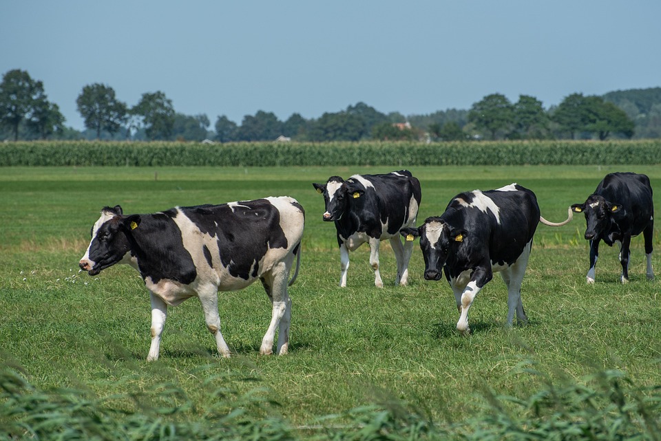 Prova Brasileira de Produção de Leite a Pasto do Zebu Leiteiro realiza premiação no CTZL