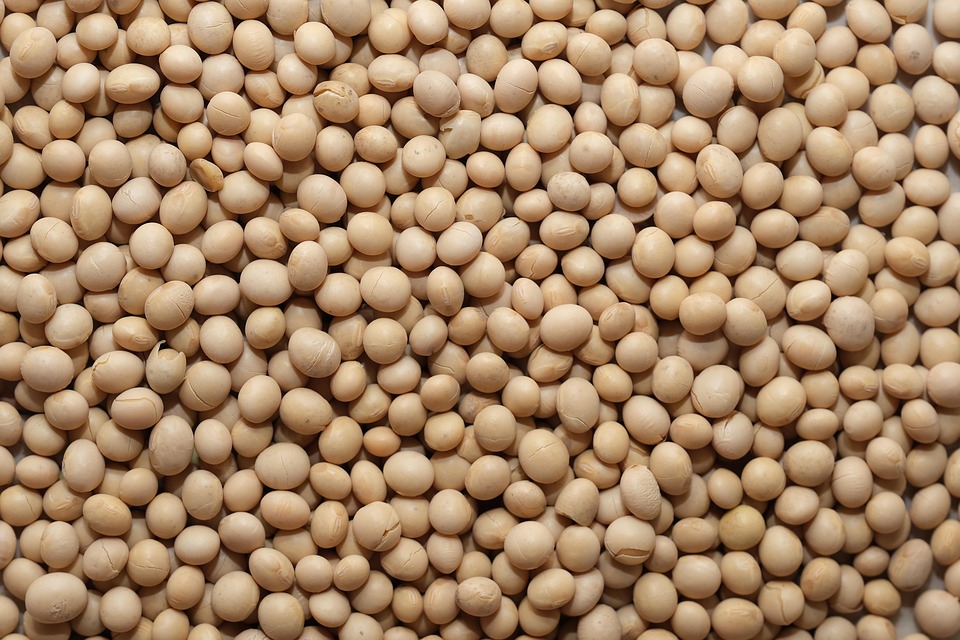 SOJA/CEPEA: Preços avançam com demanda externa aquecida