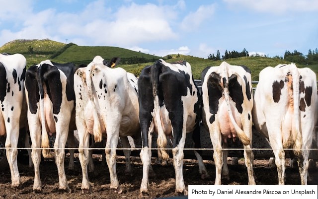 Manejo forrageiro aumenta em seis vezes produção leiteira no Semiárido baiano