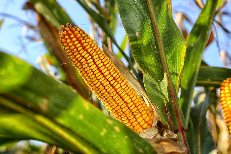 MILHO/CEPEA: Mesmo com produção recorde, cotações no mercado interno seguem em alta