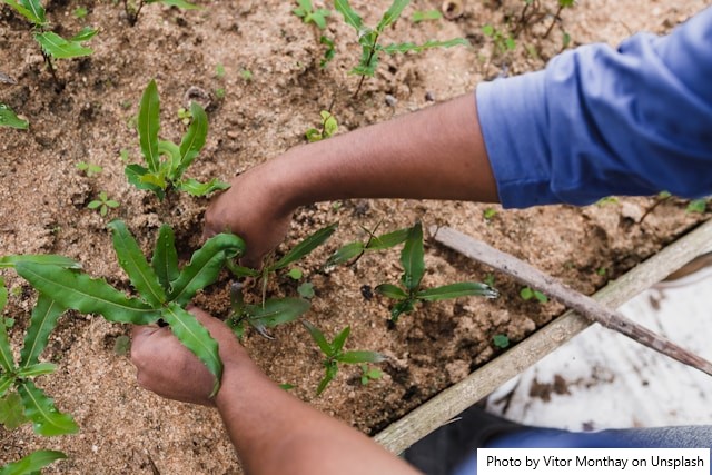 Clima extremo ameaça produção e permanência da agricultura familiar