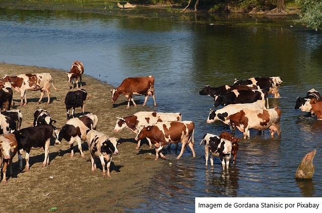 Qualidade da água pode afetar saúde e ganho de peso do gado