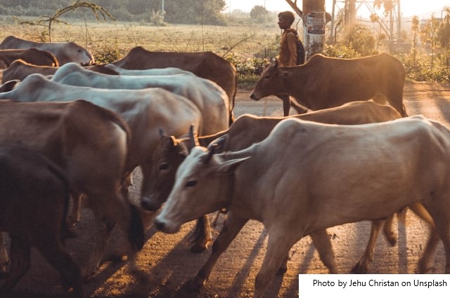 Produtores descartam quase mil litros de leite em Mato Grosso do Sul