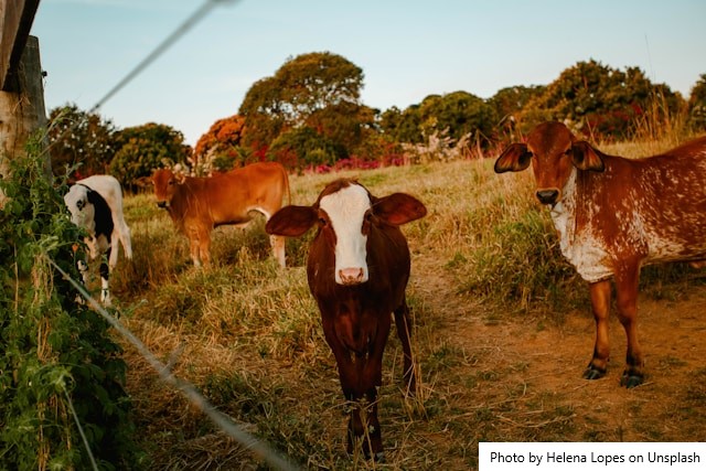 Depois de três altas consecutivas, o preço do leite ao produtor do Mato Grosso caiu